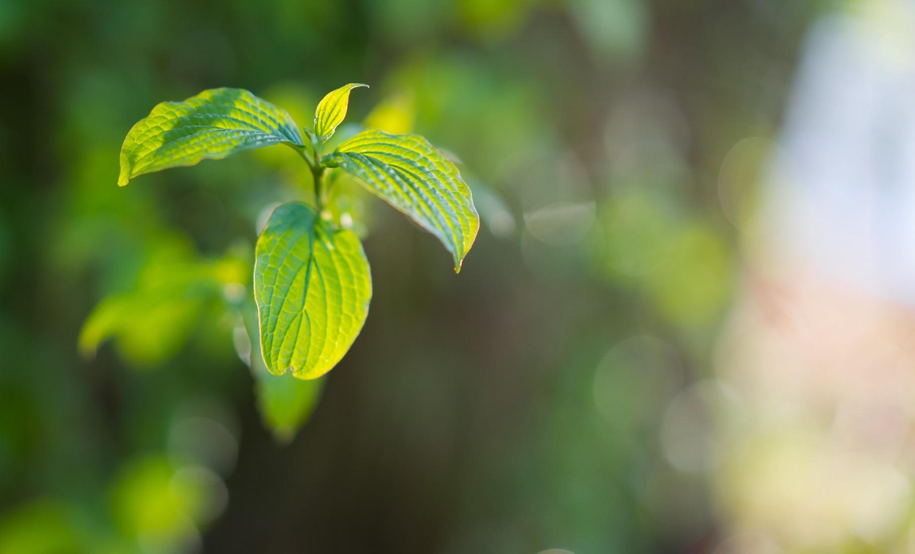 Scharf, leicht, wunderschönes Bokeh