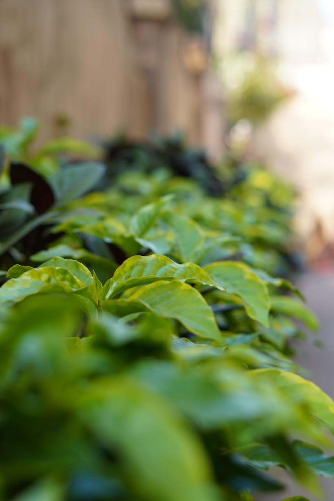 Gestochen scharf und wunderschönes Bokeh