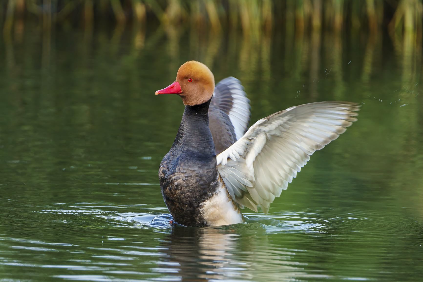 Wildlife-Fotografie auf neuem Level