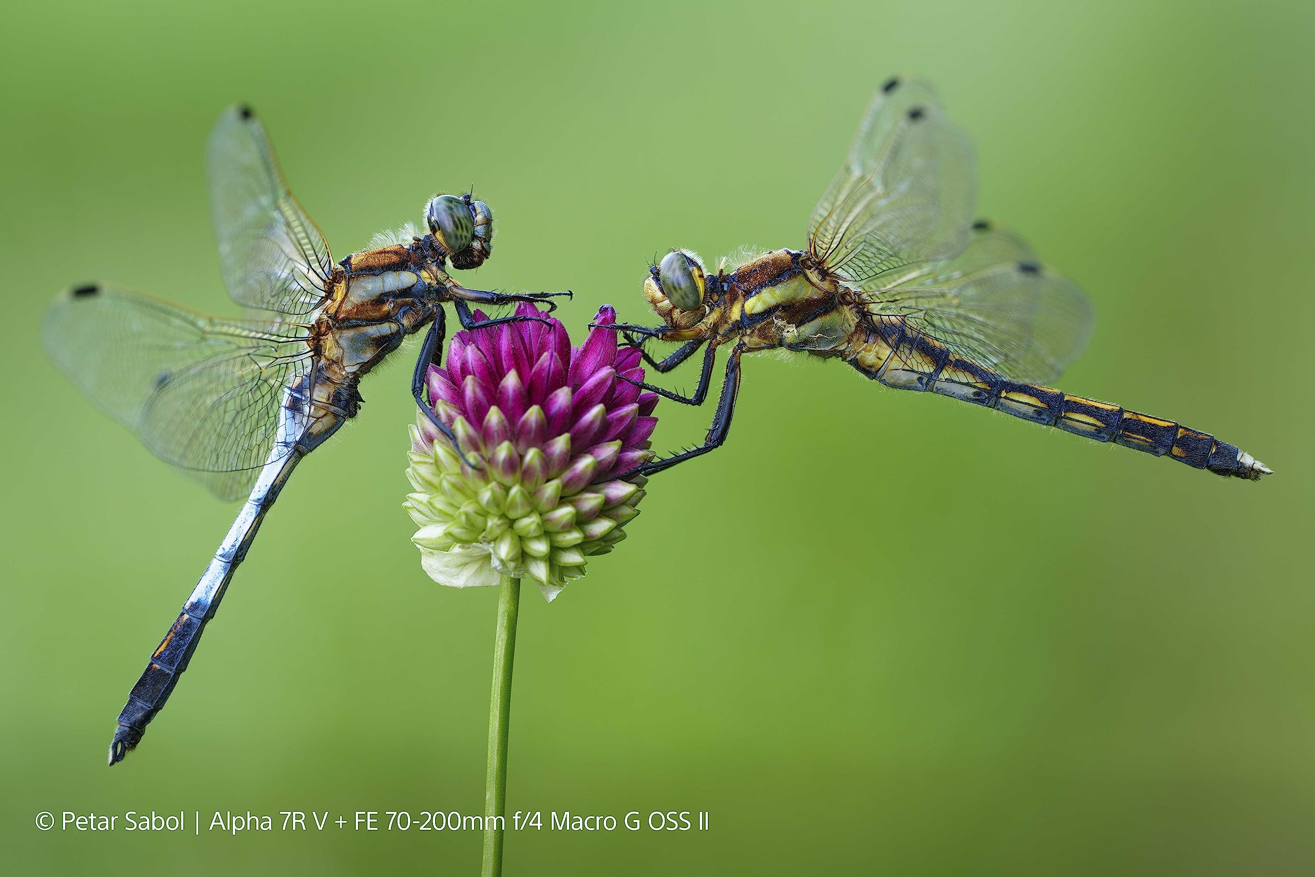 sony-sel70200g2-70-200mm-f4-g-telezoom-f-r-vollformat-aps-c-e-mount-makro-1-2-id image 3
